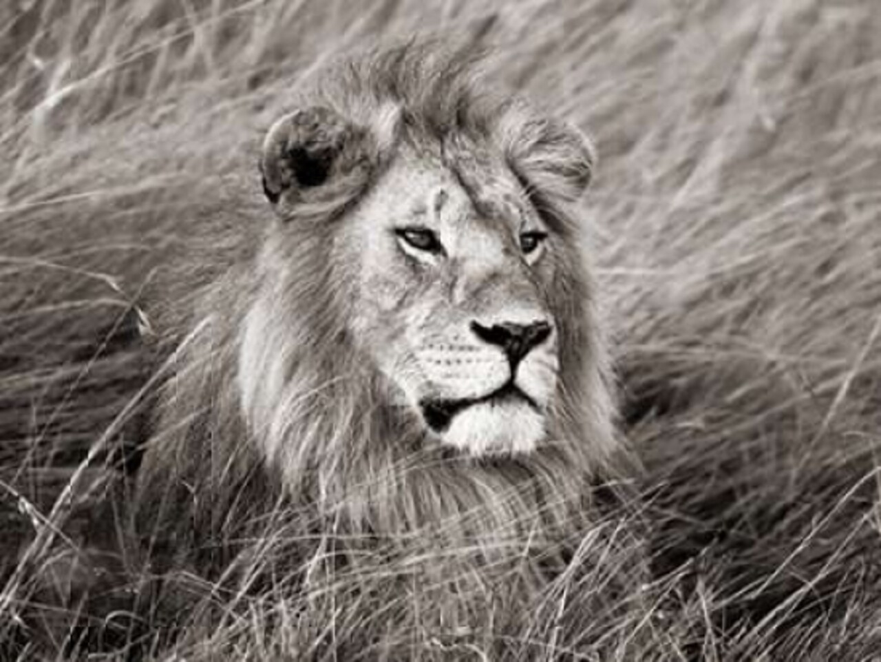 African lion, Masai Mara, Kenya Poster Print by Frank Krahmer - Item # VARPDX3FK3128
